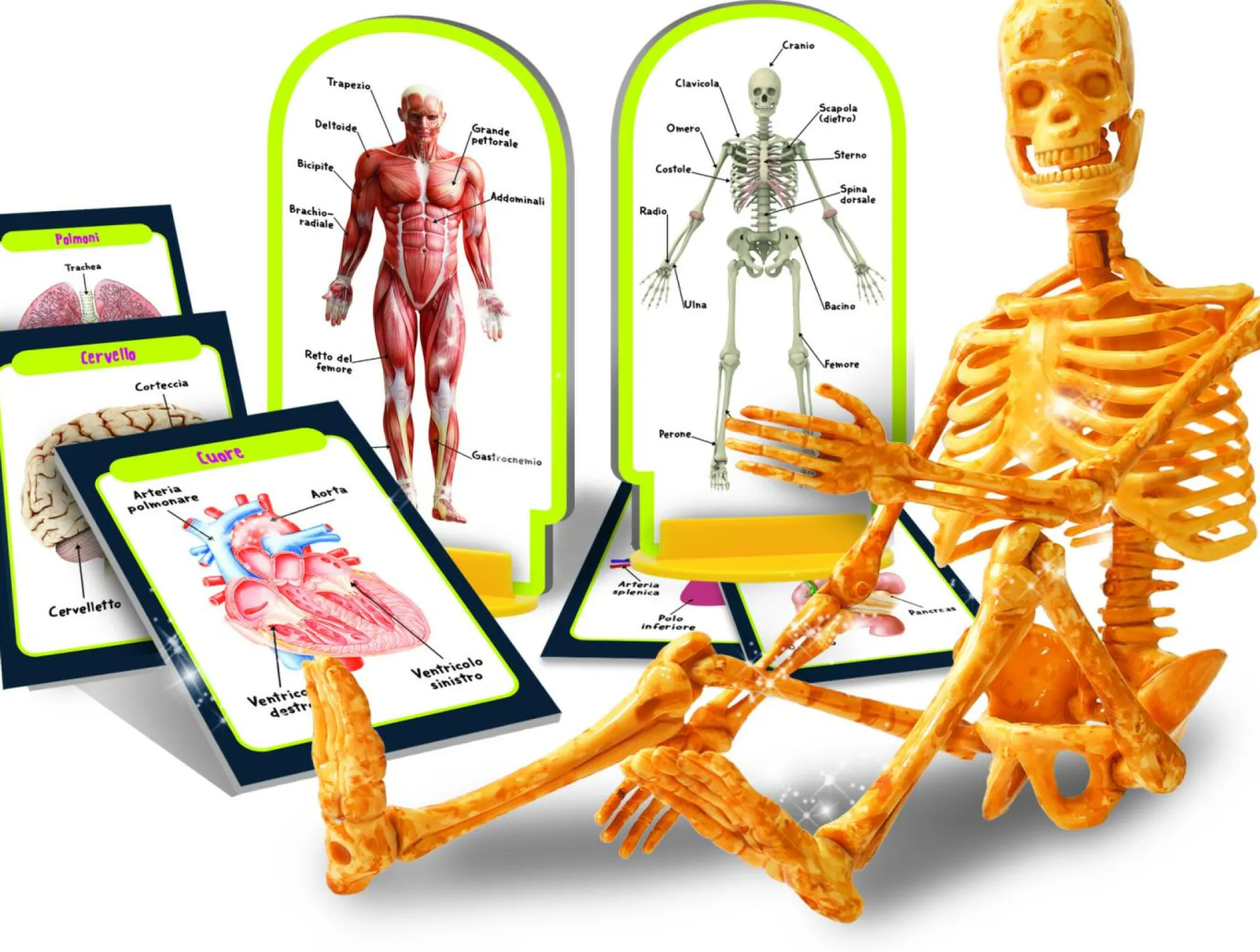 LISCIANI I’m a genius scopri il corpo umano> Giochi Scientifici