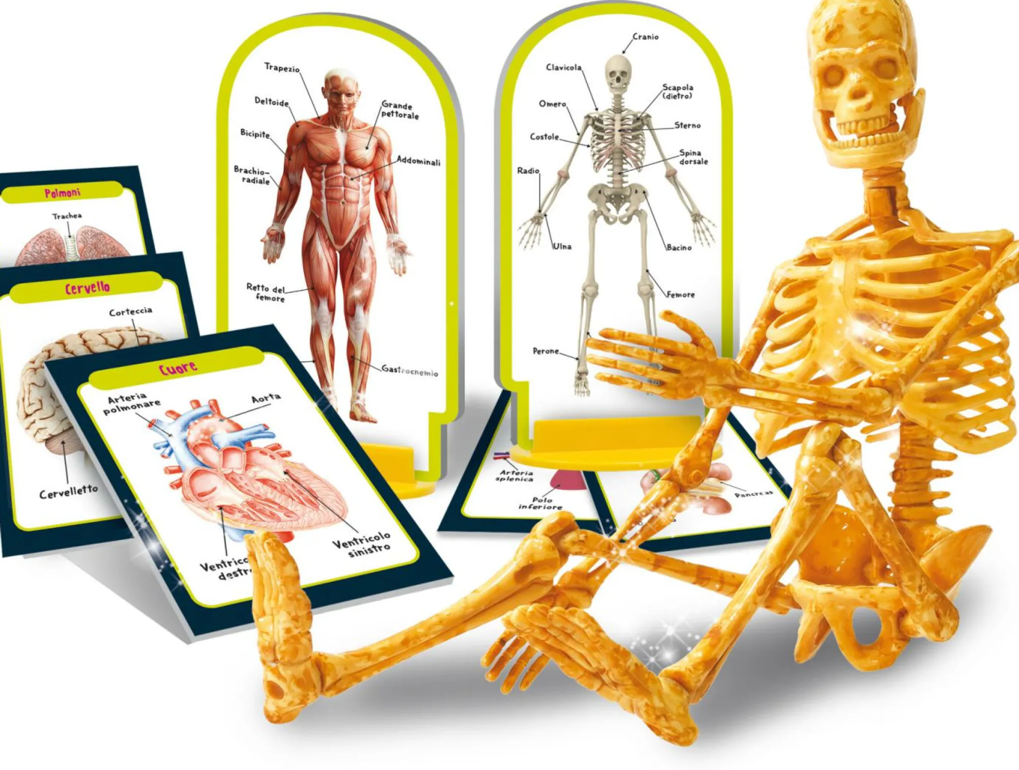 LISCIANI I’m a genius scopri il corpo umano> Giochi Scientifici