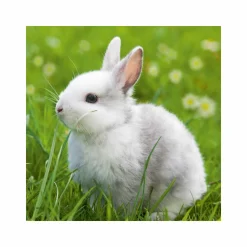 RAVENSBURGER 3 puzzle 49 pezzi – teneri coniglietti> Puzzle Per Bambini