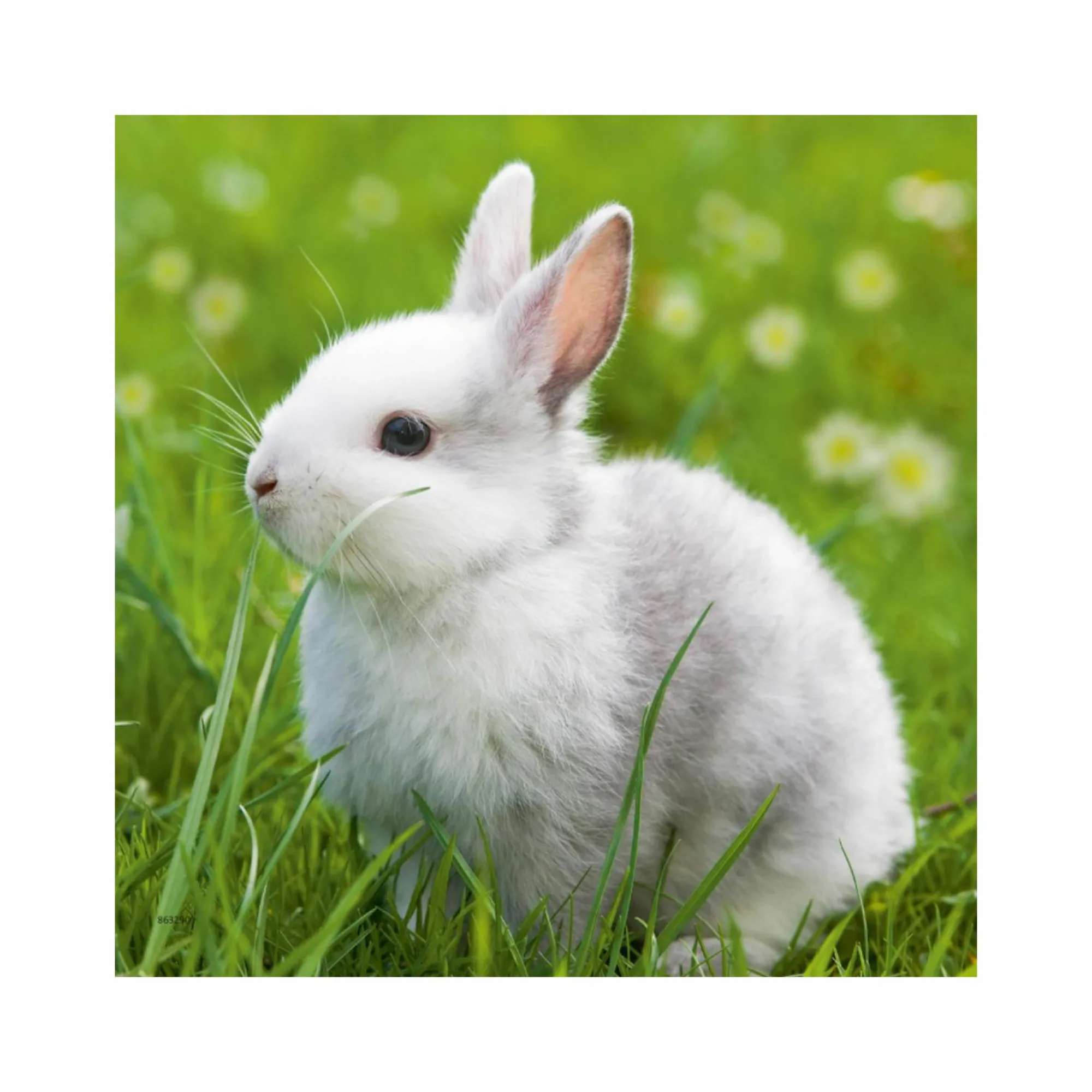 RAVENSBURGER 3 puzzle 49 pezzi – teneri coniglietti> Puzzle Per Bambini