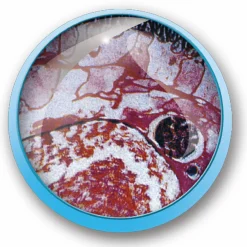 MICRO PLANET Valigetta microscopio 1200x><noscript><img width=